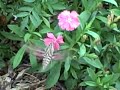 Meet the Hummingbird Moth Meet the Hummingbird Moth