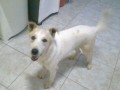 O Cachorro Ninja Byliko