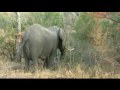 BIG TUSKER COLLARED ELEPHANT