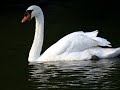 Le Carnaval des Animaux. Le Cygne