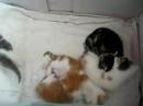 Charlie + kittens: ik ben wakker en de rest straks ook