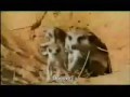 Can Meerkats Do The Can-Can Dance? - Meerkat Manor Can Meerkats Do The Can-Can Dance? - Meerkat Manor