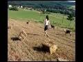 Stroh holen im Westerwald (Wied bei Hachenburg)
