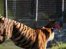 Tigers in Danger! - TV big shot