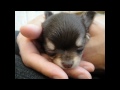 チワワのFooちゃん~Photo Movie--生後1カ月くらい~ ほんまりう