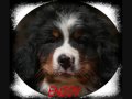 Les Chiots Bernois Des Eaux Vives de Tourtour.wmv