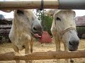 Donkey tongues