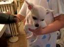 shiro and the hairdryer