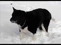 YOGI   A fun senior Akita boy who needs a forever home!