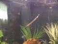 Needlenose Gar fish Needlenose Gar fish