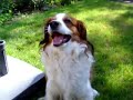 Kooikerhondje Tasco