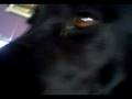 videos de PEREGRIN!!