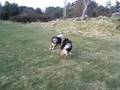 Finsk Lapphund-lek (igjen)