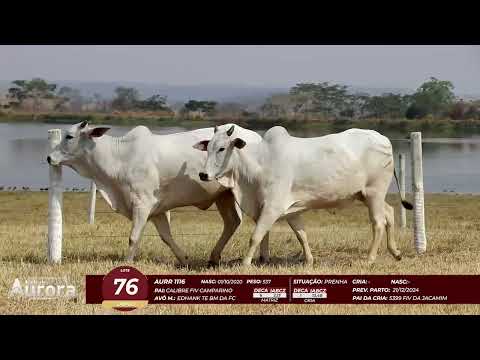 4� De Olho na Fazenda - NELORE AURORA participa��o Chico Paulic�ia