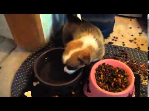 Video 1: Female Corgi Puppy Named Georgia
