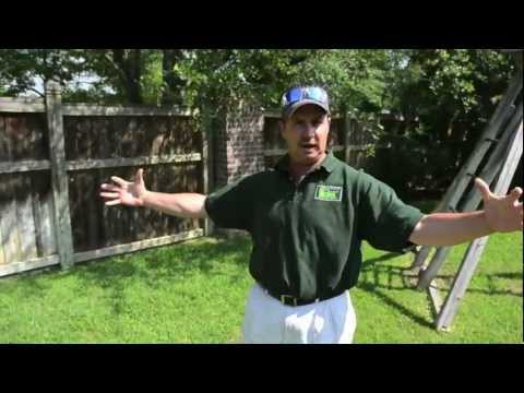 how to transplant st augustine grass