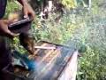 HETOR Y LAS ABEJAS 2