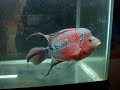Active Flowerhorn
