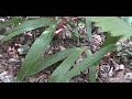 Tarantula Handling in Mexico