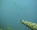 Orata Marco Dada Pesca Apnea Corsica Orata Marco Dada Pesca Apnea Corsica