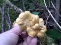 Mushroom Hunting in the Pacific Northwest - 2 of 4