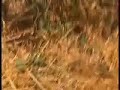 L'emergenza che non c'era - Inchiesta RaiNews24 - Parte 2/2