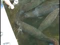 Arapaima gigas, Pirarucu feeding Arapaima gigas, Pirarucu feeding