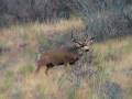 Save White Acres Colorado Springs