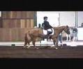 Gelsey Horse