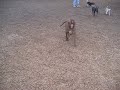 more dog stuff more dog stuff