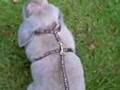 Harness demo