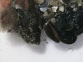 edible blue  mussel time lapse