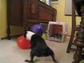 Griffin the Boston Terrier Dog Battles Balloons