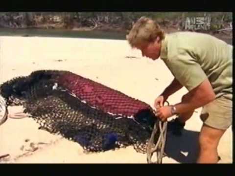 CROCODILE
