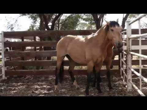 horses grand national