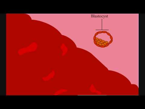 how to fertilize turkey eggs