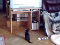 videos de Ti Tennis