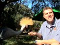 A Diva of the bird world.  The Crowned Crane