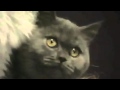 TanTe (Uneasy) Cat 1 TanTe (Uneasy) Cat 1