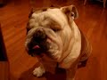 Guess what I am eating? An English Bulldog at home