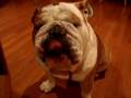 Guess what I am eating? An English Bulldog at home