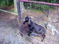 Koza a teta Terezka