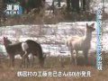 神の使い? 北海道東部に白いエゾシカ(2011/04/07)北海道新聞 エゾシカ