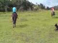 videos de EGUAS MANGALARGA