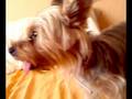 videos de kimara