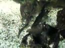 lamprologus multifasciatus fish tank shell dweller