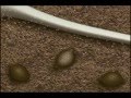 Нематода -вредитель сахарной свеклы Нематода -вредитель сахарной свеклы