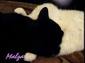 My cats in kinky sleeping position My cats in kinky sleeping position