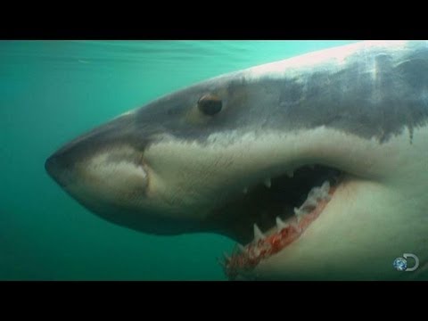 Great Whites Return to Chatham, MA | Return of Jaws