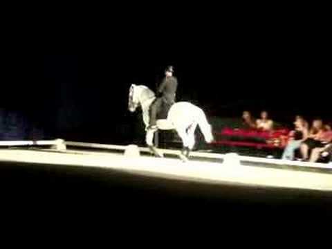 lipizzaner